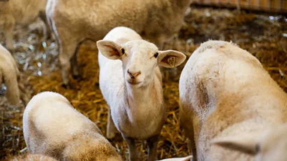 Manfaat Daging Kambing Guling bagi Kesehatan dan Nutrisi