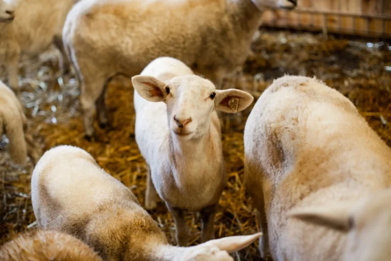 Apa Manfaat Daging Kambing Guling Bagi Kesehatan?