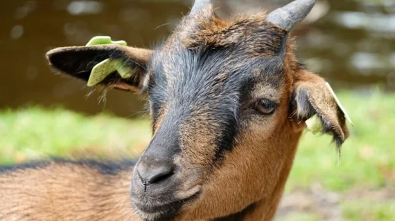 Minuman Penetral Setelah Makan Kambing Guling Agar Tidak Pusing