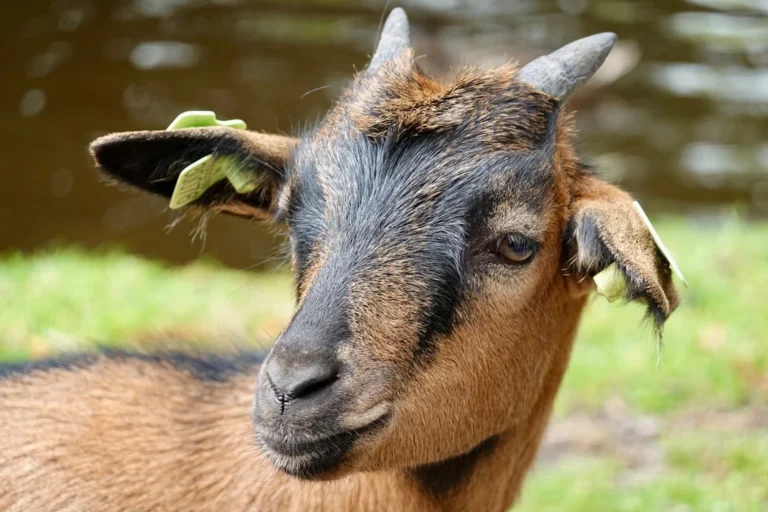 Apa Minuman Yang Cocok Setelah Makan Kambing Guling Agar Tidak Pusing?