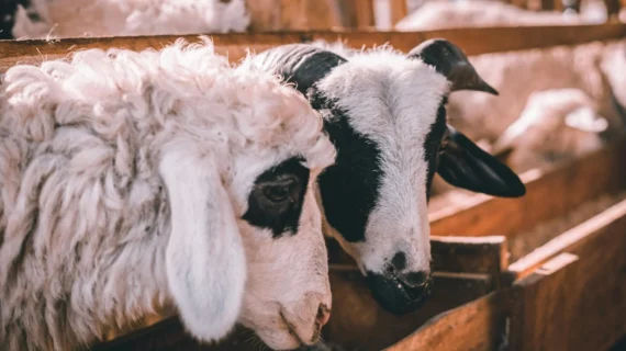 Apa Perbedaan Aqiqah dan Qurban? Simak Penjelasan Lengkapnya