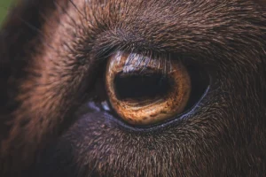 Aqiqah Pakai Domba atau Kambing? Simak Perbandingannya