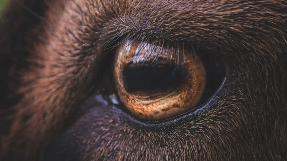 Aqiqah Pakai Domba atau Kambing? Simak Perbandingannya