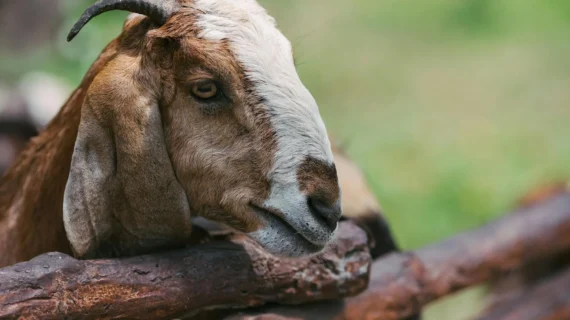 Bolehkah Mencampur Aqiqah dengan Qurban? Cek Hukumnya!