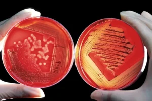 Cara Membakar Kambing Guling Agar Meresap & Nikmat