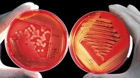 Cara Membakar Kambing Guling Agar Meresap & Nikmat