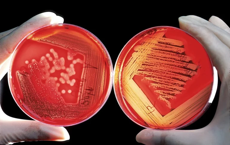 Cara Membakar Kambing Guling Agar Meresap