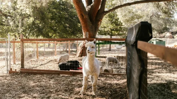Doa Menyembelih Kambing Aqiqah: Tata Cara & Niat Lengkap