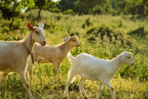 Jumlah Kambing Aqiqah Perempuan: Aturan dan Panduan Lengkap