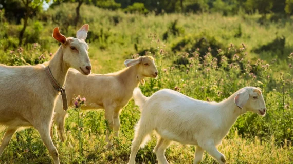 Jumlah Kambing Aqiqah Perempuan: Aturan dan Panduan Lengkap
