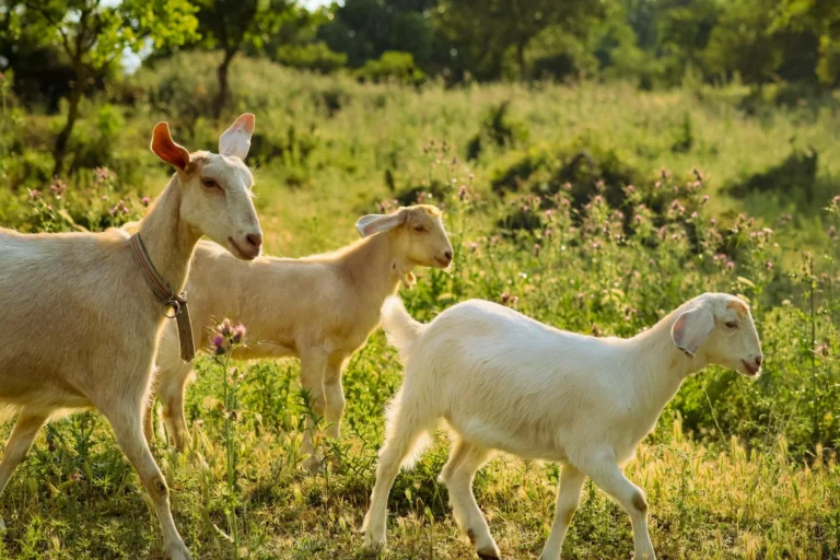 Jumlah Kambing Aqiqah Perempuan