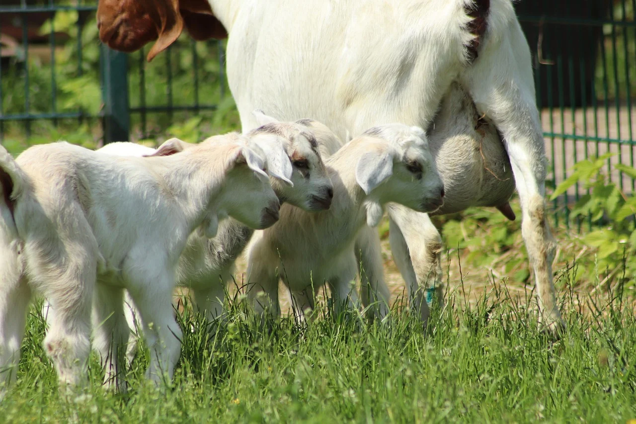 Jumlah Kambing Aqiqah Untuk Anak Kembar