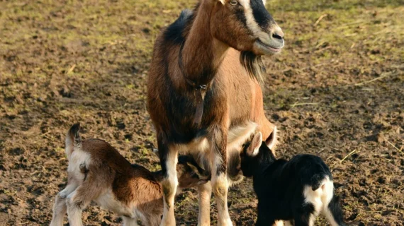 Daftar Kambing Aqiqah Harga Terbaru dan Tips Memilihnya