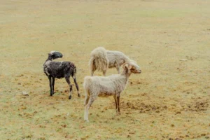 Kambing Aqiqah Harus Jantan atau Betina? Simak Hukumnya!