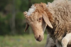 Kambing Guling Bumbu Kecap Pedas: Nikmat & Syar’i