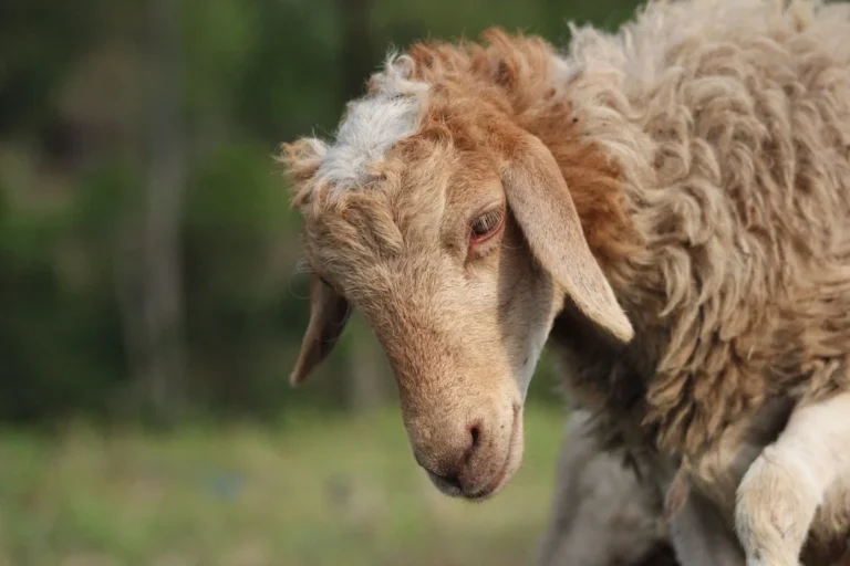 Kambing Guling Bumbu Kecap Pedas