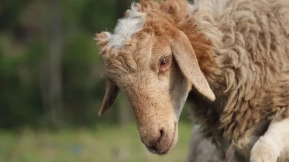 Kambing Guling Harga 1 Jutaan: Solusi Aqiqah Berkah & Hemat