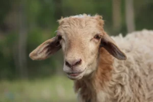 Kambing Guling Jember Tanggul Murah & Syar’i – Kaffah Aqiqoh