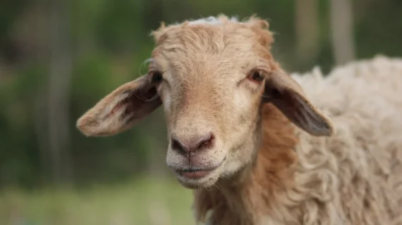 Kambing Guling Jember Tanggul Murah & Syar’i – Kaffah Aqiqoh