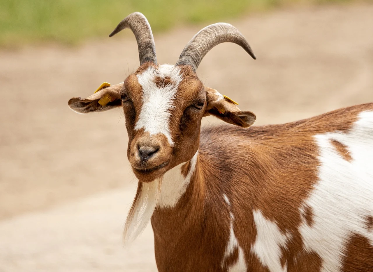 Kambing Aqiqah Sesuai Syariat Kaffah Aqiqoh