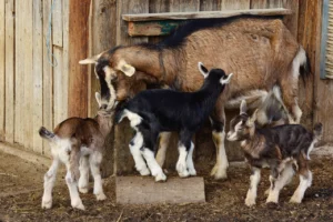 Kambing Guling Pandaan Terbaik: Lezat, Empuk, dan Berkah