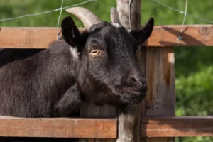 Panduan Aman Beli Kambing Aqiqah Via Online Terpercaya