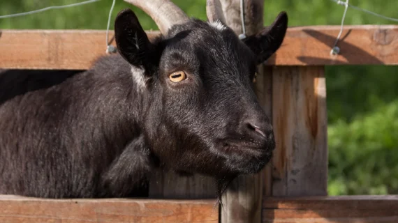 Panduan Aman Beli Kambing Aqiqah Via Online Terpercaya