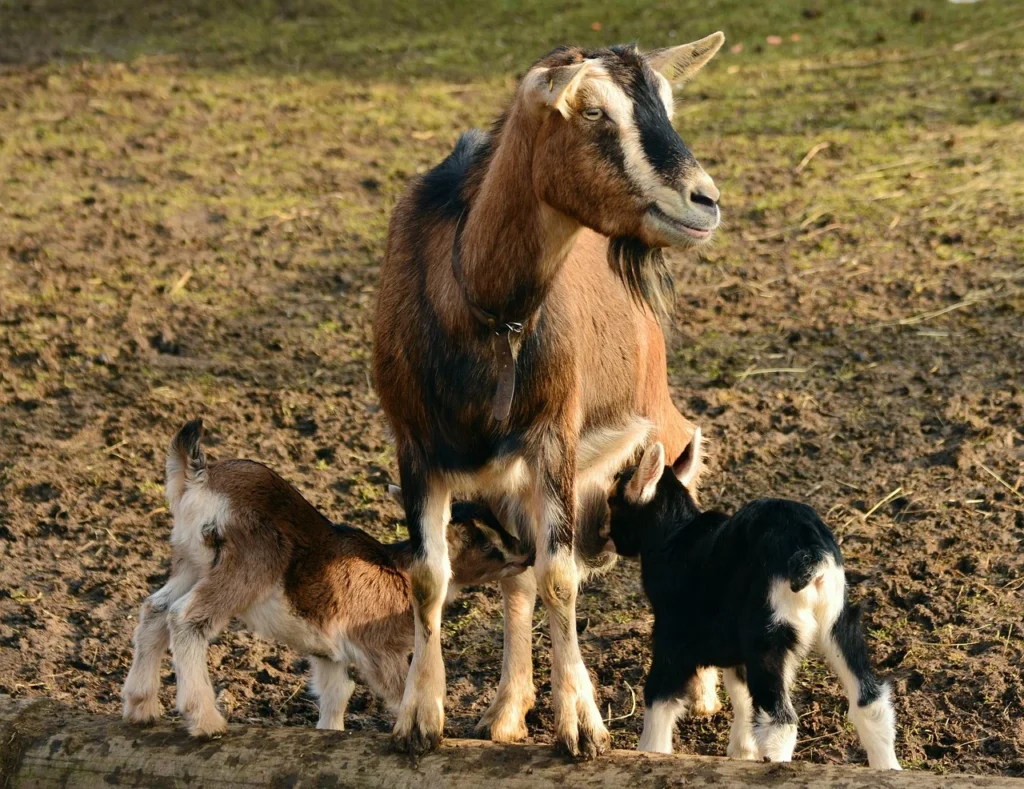 Kambing Guling Sidoarjo Terpercaya