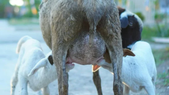 Kambing Guling vs Aqiqah Biasa: Mana Pilihan Terbaik Anda?
