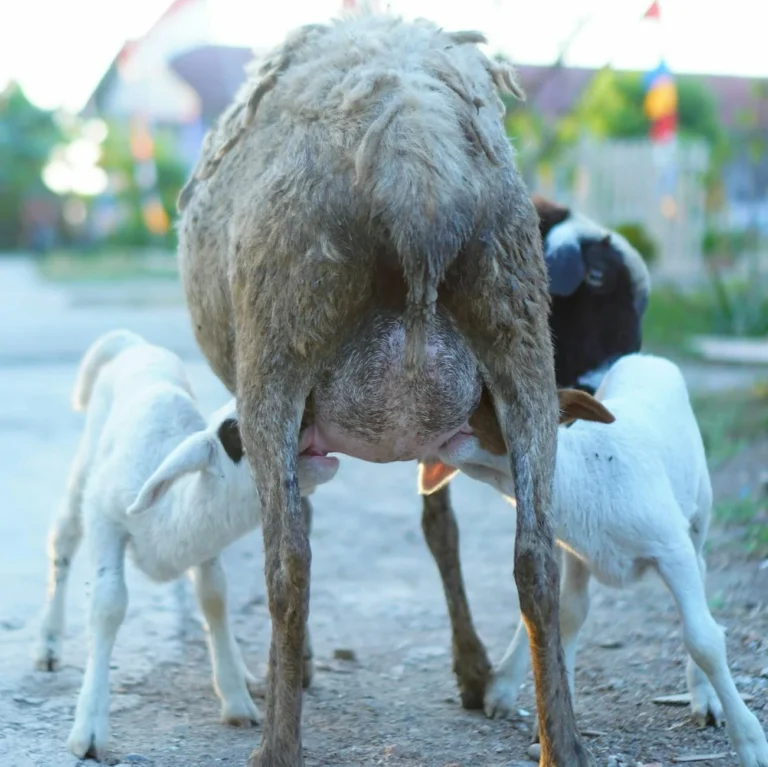 Kambing Guling Vs Aqiqah Biasa