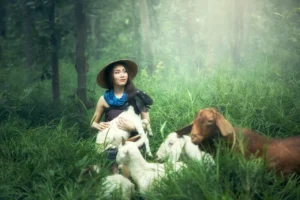 Hukum Aqiqah dengan Kambing Perempuan: Sah dan Berkah