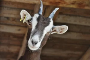 Kambing Qurban Jantan atau Betina? Simak Hukum & Syaratnya