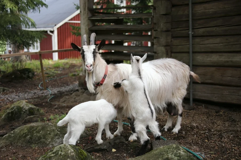 Kambing Untuk Aqiqah Jantan Atau Betina