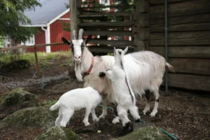 Kambing Aqiqah Jantan atau Betina? Simak Hukum & Syaratnya