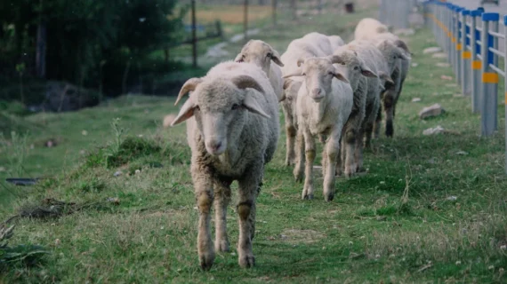 Kambing untuk Kurban Jantan atau Betina? Simak Hukumnya