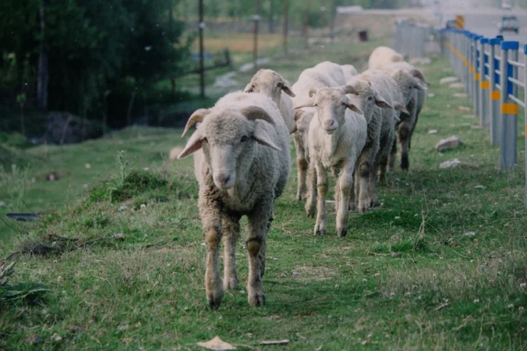 Kambing Untuk Kurban Jantan Atau Betina