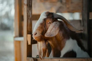 Panduan Mengelola Kandang Kambing Aqiqah Bersih & Sehat