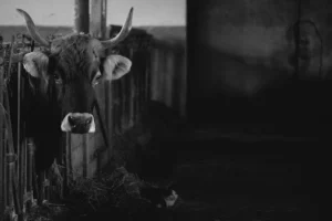 Mengapa Kambing Guling Alot? Ini Rahasia Tekstur Empuk & Juicy