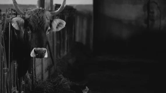 Mengapa Kambing Guling Alot? Ini Rahasia Tekstur Empuk & Juicy