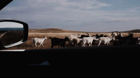 Cara Menyembelih Kambing Sesuai Syariat & Tips Praktis
