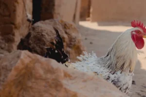 Panduan Pakan Kambing Aqiqah Berkualitas untuk Hasil Terbaik