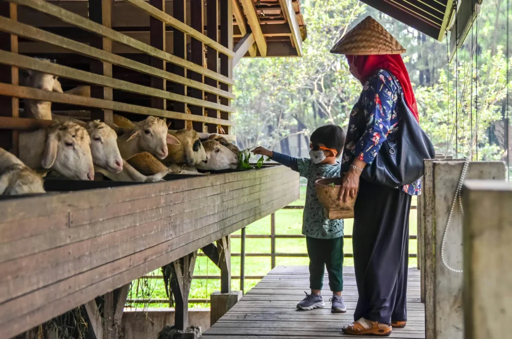 Paket Aqiqah Jember Kambing Guling