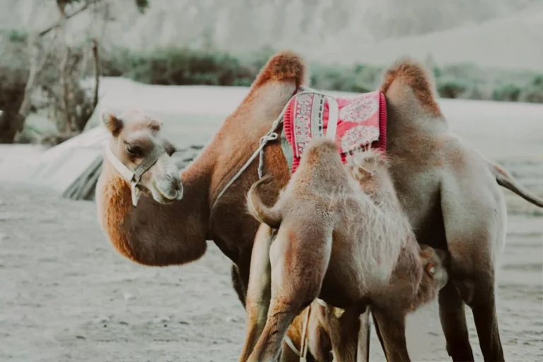 Paket Kambing Guling Murah
