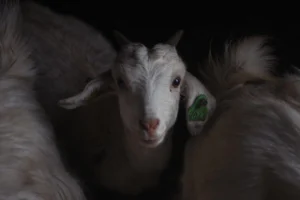 Pembagian Daging Aqiqah Menurut Sunnah: Panduan Lengkap 2026