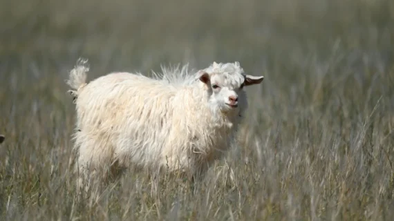 Hukum Qurban Kambing Betina: Sah & Sesuai Syariat Islam