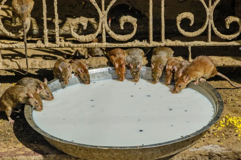 Resep Bumbu Kambing Guling Enak