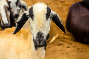 Supplier Kambing Aqiqah Tangan Pertama: Tips & Keuntungan