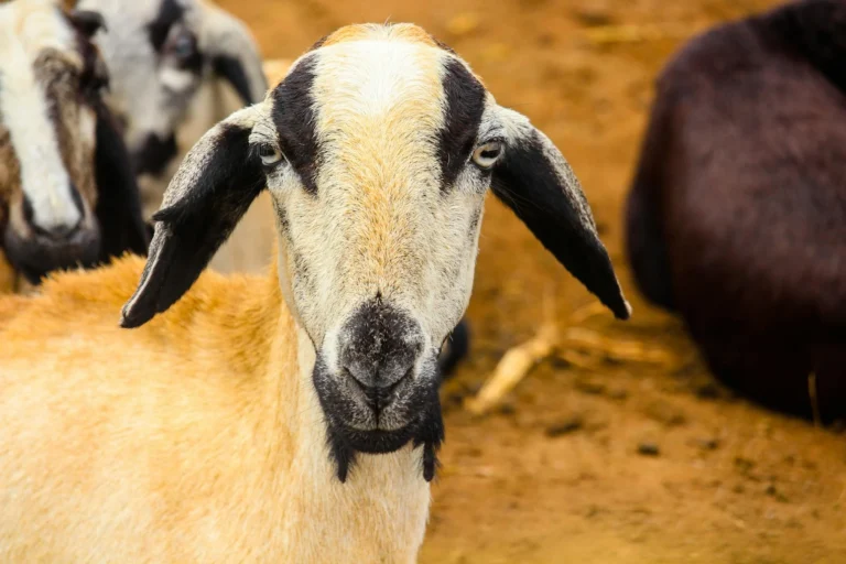 Supplier Kambing Aqiqah Tangan Pertama