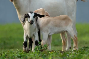 Aqiqah Anak Laki-Laki 2 Kambing: Panduan Syariat & Tips Praktis