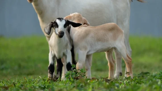 Aqiqah Anak Laki-Laki 2 Kambing: Panduan Syariat & Tips Praktis